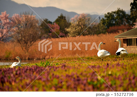 瓢湖の春 55272736