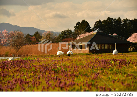 瓢湖の春 55272738