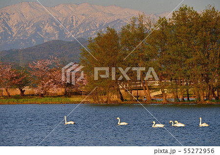 瓢湖の春 瓢湖の春 55272956