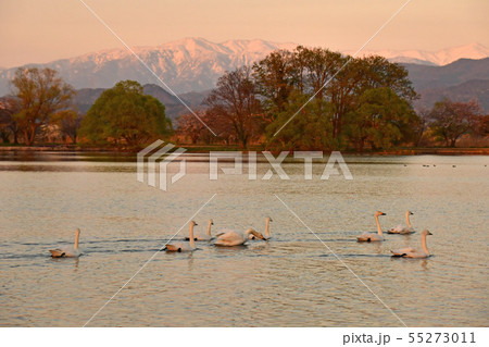 瓢湖の春 瓢湖の春 55273011