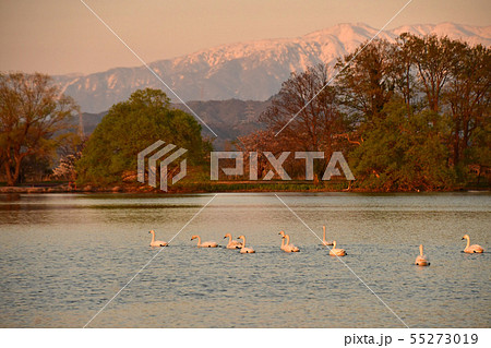 瓢湖の春 瓢湖の春 55273019