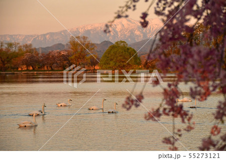 瓢湖の春 瓢湖の春 55273121