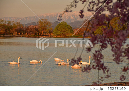 瓢湖の春 瓢湖の春 55273169