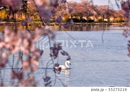 瓢湖の春 瓢湖の春 55273219