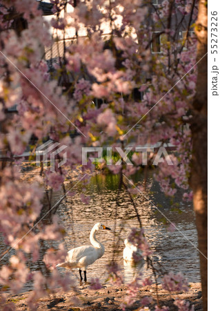 瓢湖の春 55273226