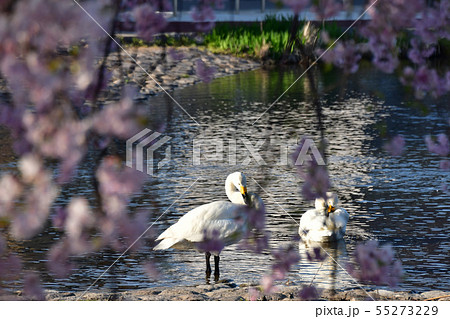 瓢湖の春 瓢湖の春 55273229