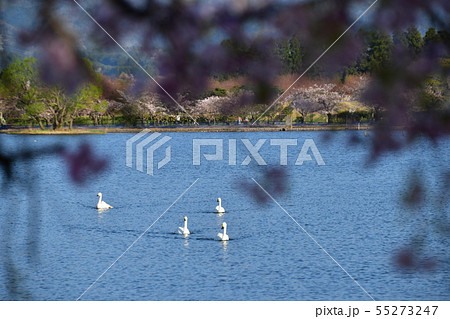 瓢湖の春 瓢湖の春 55273247