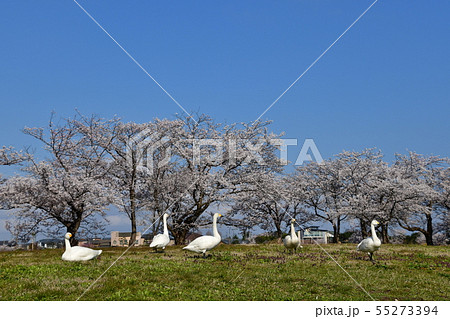 瓢湖の春 瓢湖の春 55273394