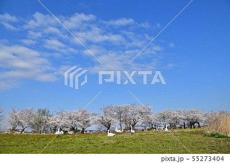 瓢湖の春 55273404