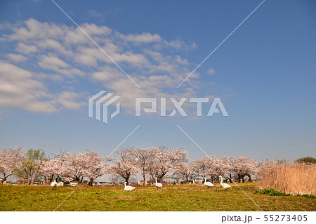 瓢湖の春 55273405