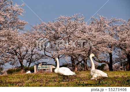 瓢湖の春 55273406