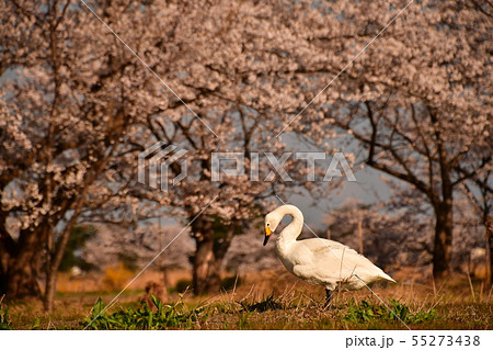 瓢湖の春 瓢湖の春 55273438