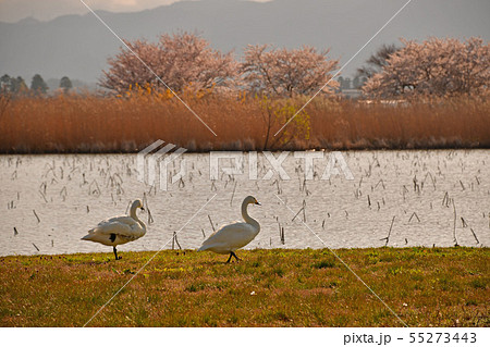 瓢湖の春 55273443