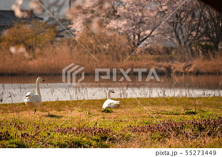 瓢湖の春 瓢湖の春 55273449