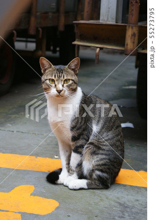 10年前の君②　おすまし座のキジシロハチワレ地域猫 55273795