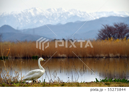 瓢湖の春 55273844