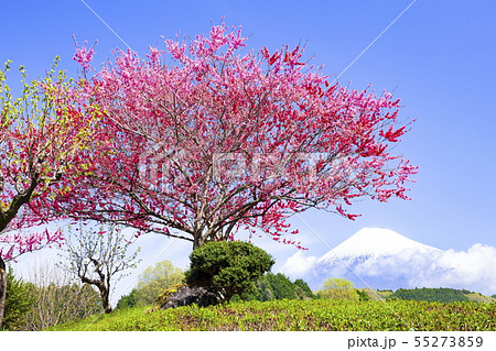 富士山とハナモモ、静岡県富士市大淵にて 富士山とハナモモ、静岡県富士市大淵にて 55273859