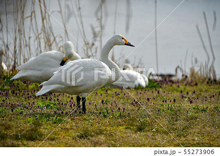 瓢湖の春 瓢湖の春 55273906