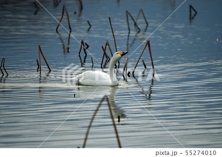 瓢湖の春 55274010