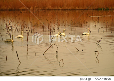 瓢湖の春 瓢湖の春 55274050