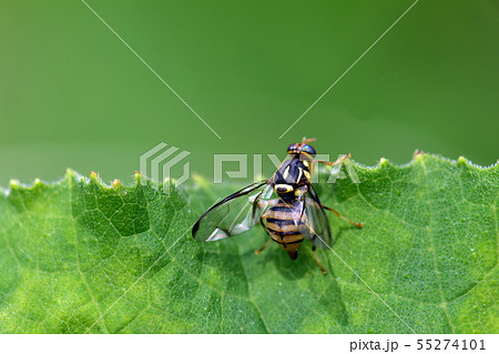 昆虫 虫 緑 55274101