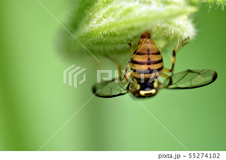 昆虫 虫 緑 55274102