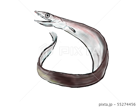 鱧　イラスト 55274456