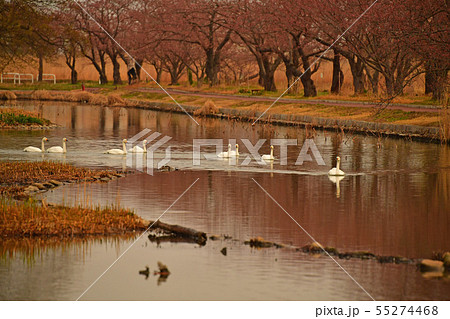 瓢湖の春 瓢湖の春 55274468