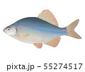 タナゴ（カネヒラ） 55274517