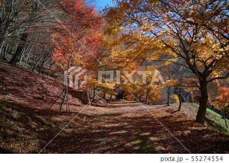 箕輪ダム・もみじ湖の紅葉景色 箕輪ダム・もみじ湖の紅葉景色 55274554
