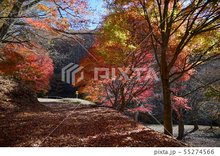 箕輪ダム・もみじ湖の紅葉景色 箕輪ダム・もみじ湖の紅葉景色 55274566