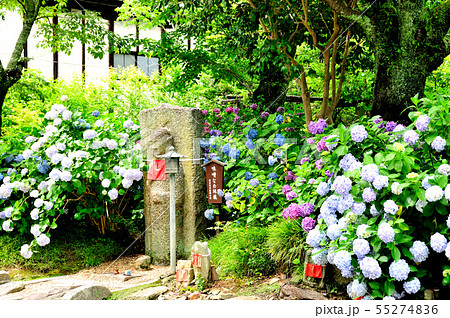 矢田寺のあじさいと味噌なめ地蔵尊 55274836