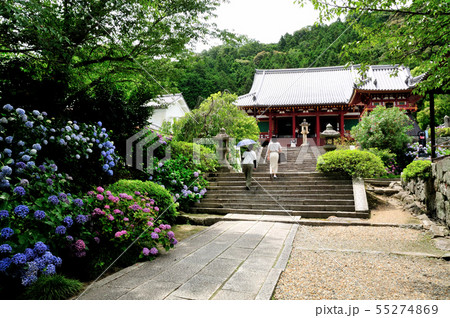 矢田寺のあじさい 矢田寺のあじさい 55274869