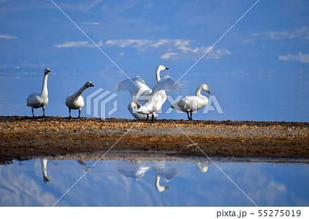 猪苗代湖の白鳥 猪苗代湖の白鳥 55275019