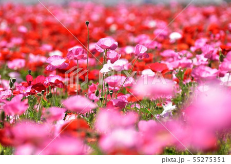 ポピー1582 55275351