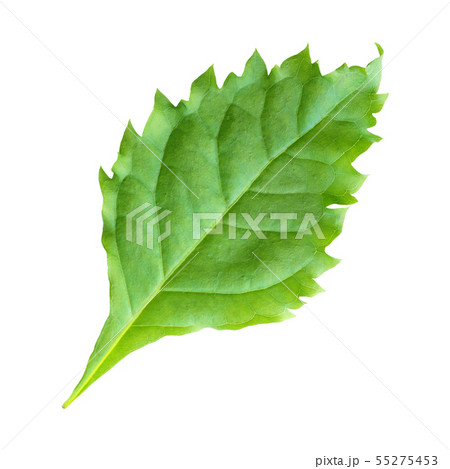 Green leaf on a white background Green leaf on a white background 55275453
