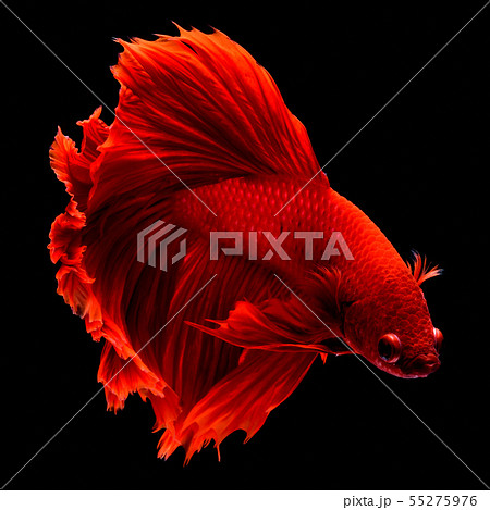 Red fighting fish. Red fighting fish. 55275976