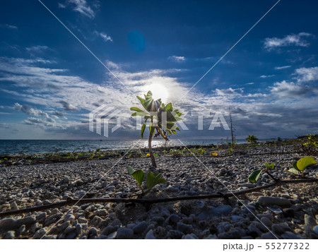 石垣島の青空と水平線の中 朝日を浴びて輝くマングローブの苗木の写真素材