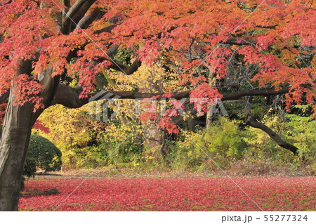 ライトアップされた六義園　東京都文京区 55277324
