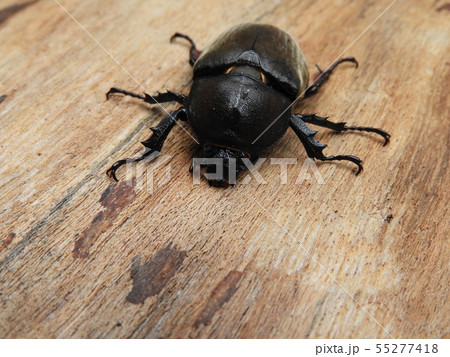カブトムシ5 カブトムシ5 55277418