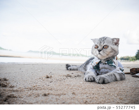 Scottish fold cat wearing a shirt at the beach. 55277745