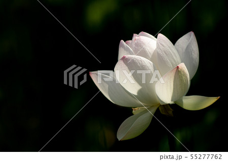 白い蓮の花と黒い背景の写真素材