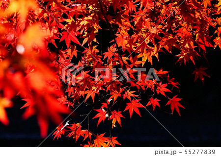 秋の印象 55277839