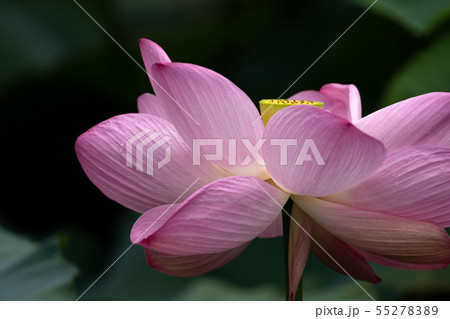 ハスの花のクローズアップ ハスの花のクローズアップ 55278389
