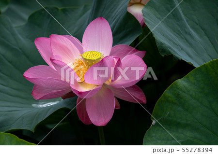 ハスの花のクローズアップ 55278394