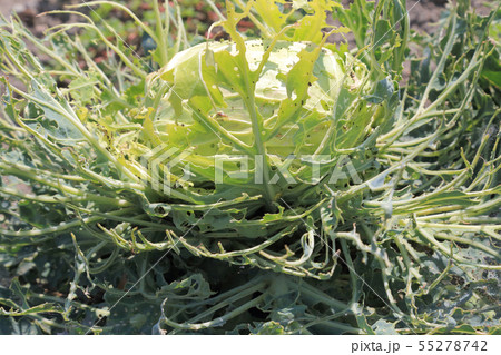 虫に喰われたキャベツ 虫に喰われたキャベツ 55278742