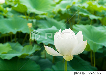 蓮根の花の開花の写真素材