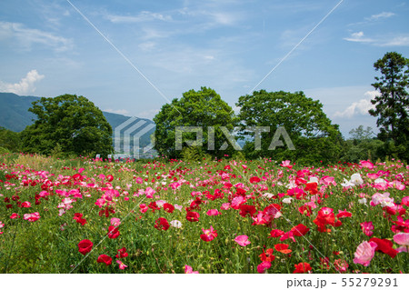 名胡桃城址　お花畑　群馬県みなかみ町　 55279291
