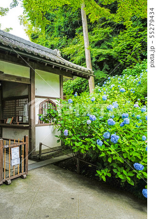 北鎌倉 明月院 正面の拝観口 北鎌倉 明月院 正面の拝観口 55279434