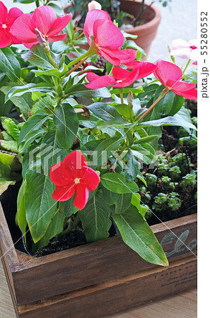 植木鉢の花 植木鉢の花 55280552